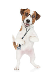 Poster - Smart jack russell terrier wearing like a doctor with stethoscope on his neck stands on hind legs. isolated on white background