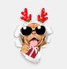 Poster - Funny Mastiff puppy dressed like santa claus reindeer Rudolf with sunglasses holds gift box and looks through torn white paper hole. Empty free space for mock up