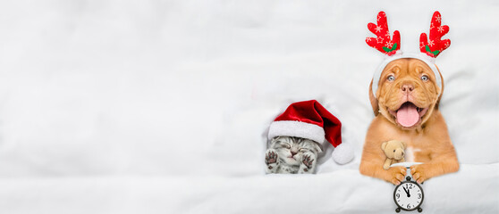 Poster - Happy mastiff puppy dressed like santa claus reindeer  Rudolf holding alarm clock and lying with cozy kitten under white blanket at home. Top down view. Empty space for text