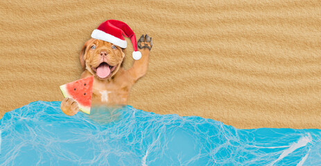 Poster - Happy Mastiff puppy wearing red santa hat lying on sandy tropical beach at ocean and holds slice of watermelon. Top down view. Empty space for text