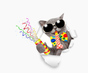 Aufkleber - Happy cat wearing sunglasses and tie bow looks through the hole in white paper, blows in party horn and holds exploding firecracker