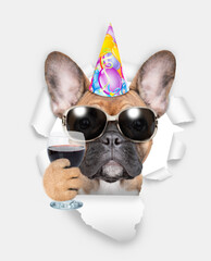 Poster - Funny French bulldog puppy wearing party cap looking through a hole in white paper and holds glass of red wine