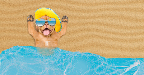 Poster - Happy Mastiff mastiff puppy wearing mirrored sunglasses and summer hat lying at sunny beach. Empty space for text