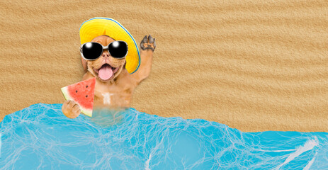 Poster - Happy Mastiff puppy wearing sunglasses and summer hat holds watermelon at sunny beach