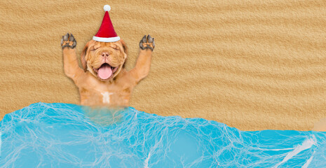 Poster - Happy Mastiff puppy wearing red santa hat lying on sandy tropical beach at ocean. Top down view. Empty space for text