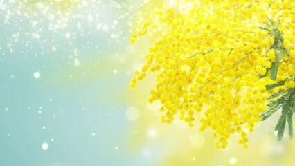 Poster - Fresh french mimosa flowers, symbol of 8 march, international womens day