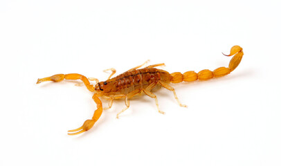 Wall Mural - Afrikanischer Dickschwanz-Skorpion // Common Lesser-Thicktail Scorpion (Uroplectes carinatus)