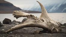 The Arctic Deep Freeze. Here Is A Whale Bone Indicated