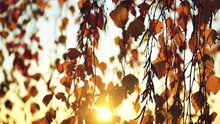 Birch Tree Branches With Dry Yellow Autumn Leaves In Sunset