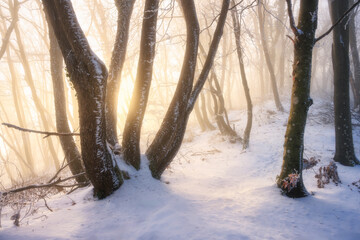 Wall Mural - Fairy snowy forest in fog in beautiful winter at golden sunset. Colorful landscape with foggy trees in snow, orange sunlight in evening. Snowfall in misty woods. Wintry woodland. Snowy forest. Nature