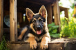 german shepherd dog,ai generated