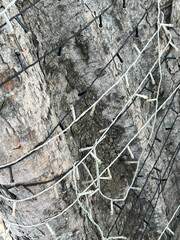 Canvas Print - tree branches texture with light bulb lines