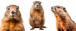Set/collection of marmots. The marmot stands upright. A marmot in profile and a marmot in front. Isolated on transparent background.