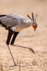 Wall Mural - Secretary bird in (Sagittarius serpentarius) the Kgalagadi Transfrontier Park