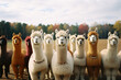 A lineup of llamas with lighthearted expressions, presenting a charming and humorous image for various design and advertising purposes.