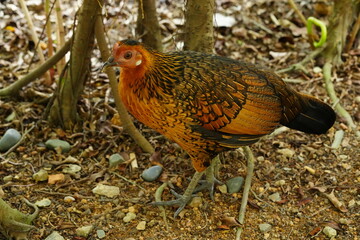 Wall Mural - Feral chickens are domesticated chickens that have returned to a wild state. These birds are descendants of domestic poultry that have either escaped from farms or have been intentionally released. 