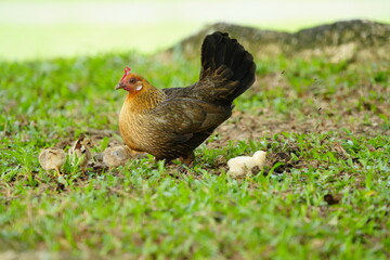 Poster - mother Hen with Her Baby Chicks