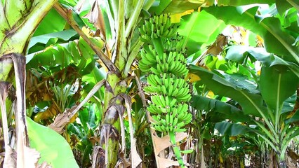 Sticker - Bananas tree garden. bananas are emerging from the banana flower