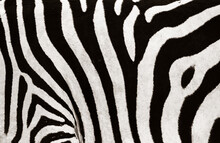 Zebra Stripes Closeup