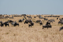 Savanna Herds On The Move
