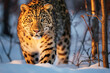 Amur leopard emerges from the snowy forest in the last rays of the sunset