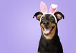 Black and brown puppy dog dressed easter bunny ear rabbit isolated on purple background