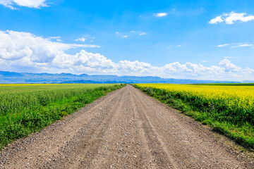 Wall Mural - Country road and wheat field with rapeseed flowers farmland nature landscape in spring under blue sky