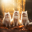 Tres gatinhos brancos fofos rindo sobre a luz do sol na floresta amarela - Papel de parede Outonal