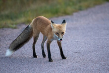 Threatened And Anxious Red Fox Licking Its Lips On The Sibley Peninsula  In Northern Ontario,Canada In September
