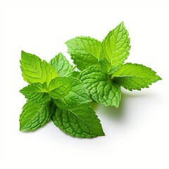 Wall Mural - Fresh mint leafs isolated on white background