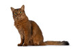 Beautiful young adult Somali cat, sitting up side ways. Looking towards camera. Isolated on a white background.