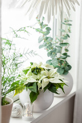 white cozy window arrangement, winter christmas concept, poinsettia flower, lights