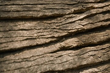 Fototapete - close up of a tree bark