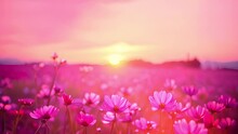 Wild Flowers In Bloom, Pastel Colors. Bokeh Pink Flower Background. Paper Daisies. Magical Purple Flower Field Moving In The Wind Beauty