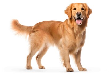 Golden Retreiver