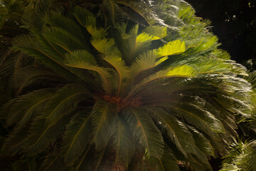 Poster - Palm trees in Villa Bonnano public park in Palermo, Sicily