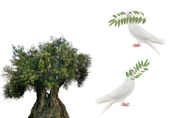 Wall Mural - white doves with olive branch isolated on white