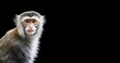 a monkey on a black background, a cute monkey, a macaque, an animal. artificial intelligence generator, AI, neural network image. background for the design.