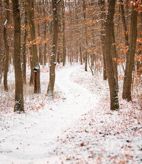 Wall Mural - Pathway in the forest in winter