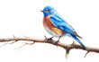 Curious Eastern Bluebird On Transparent Background