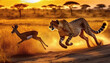 A cheetah chasing a gazelle