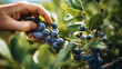 © lastfurianec - Man plucks an blueberry in the plantation. Farmer pick blueberry.