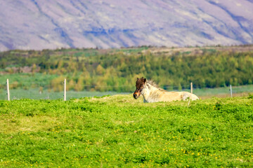 Poster - Thingvellir National Park, Reykjavik, Iceland