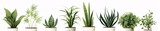 Fototapeta  - Three Different Green Plants in Pots Generative AI