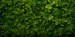 High resolution Close up of fresh nature spring bushes wall pattern. Green leaf plant, greenery grass texture background pattern for walllpaper, background Generative AI.