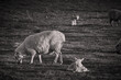 black and white image of sheep grazing with lambs