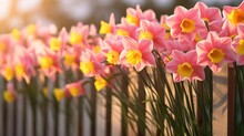  A Row Of Pink And Yellow Daffodils In A Fenced In Area With Sunlight Shining On Them.