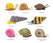 Different aquarium snail set collection isolated on white background, Cartoon Garden and aquarium animal, consist of Mystery, Pond, Rabbit, Assassin, Ramshorn, Nerite, Colombian, Ramshorn, Apple