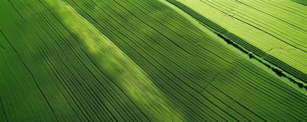 Wall Mural - high resolution aerial footage green field