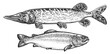 Fish set. Trout and Pike side view, engraving sketch. Fishing illustration